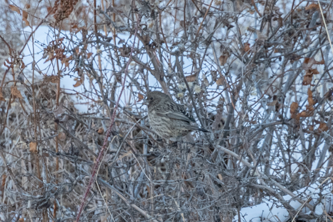 Red-mantled Rosefinch