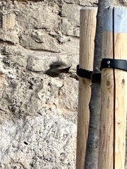 Phoenicurus ochruros