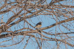 Phoenicurus erythronotus