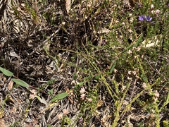 Pittosporaceae
