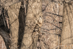 Phoenicurus erythronotus