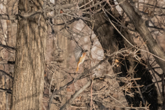 Phoenicurus erythronotus