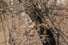 Phoenicurus erythronotus