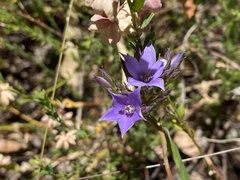 Pittosporaceae
