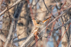 Phoenicurus erythronotus