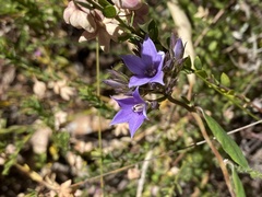 Pittosporaceae