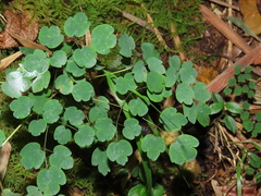 Thalictrum podocarpum