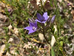 Pittosporaceae