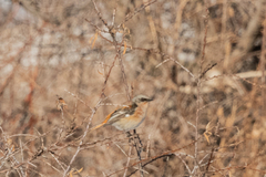 Phoenicurus erythronotus