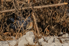 Phoenicurus erythronotus