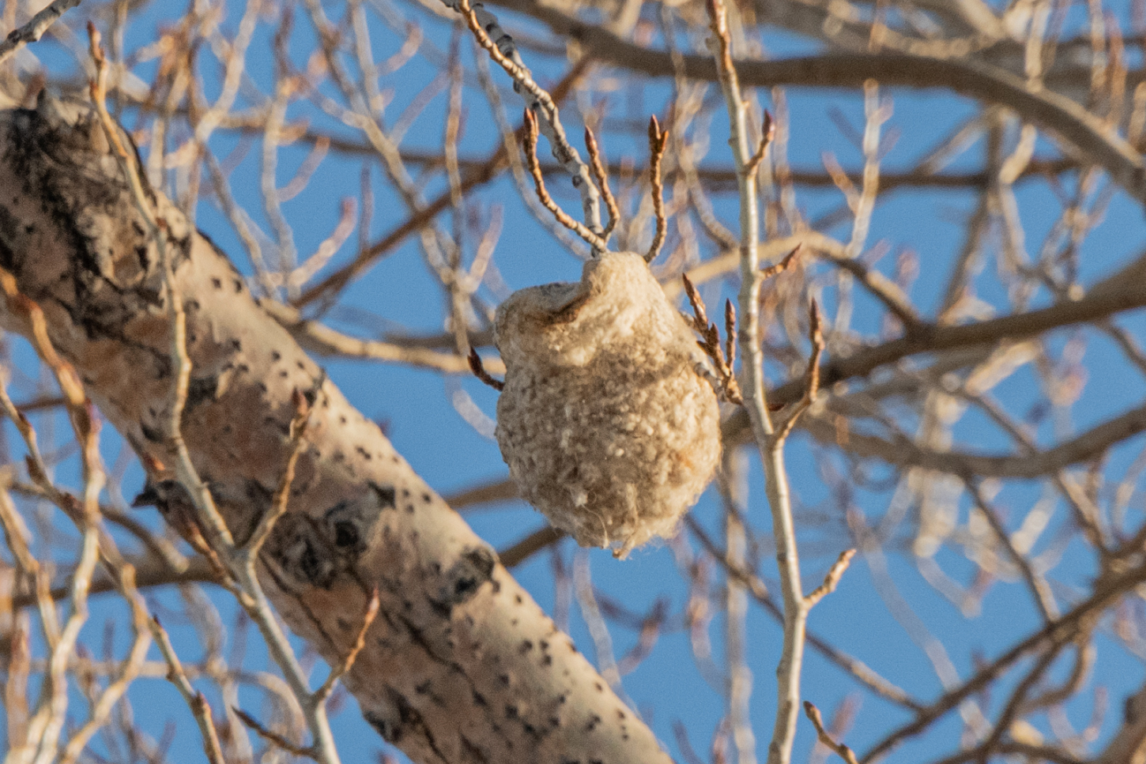 White-crowned Penduline Tit