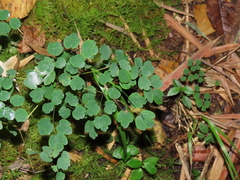 Thalictrum podocarpum