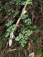 Thalictrum podocarpum