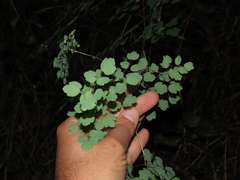 Thalictrum podocarpum