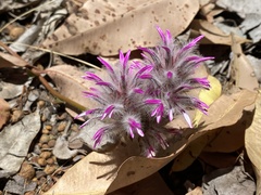 Ptilotus manglesii