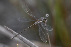 Archiargiolestes parvulus