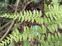 Microlepia nepalensis