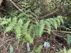 Microlepia nepalensis