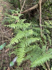 Microlepia nepalensis