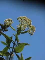 Ageratina asclepiadea
