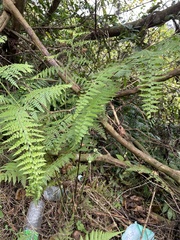 Microlepia nepalensis