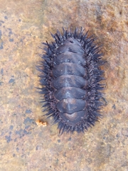 Acanthopleura spinosa