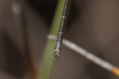 Archiargiolestes parvulus