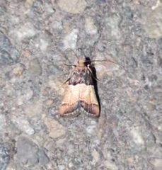 Pyralis pictalis