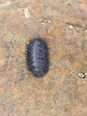 Acanthopleura spinosa