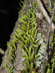 Meteoriaceae