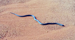 Pseudechis australis