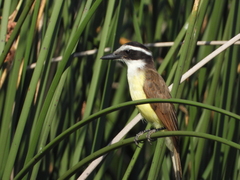 Pitangus sulphuratus