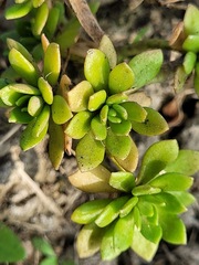 Sedum sekiteiense