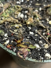 Caenoplana