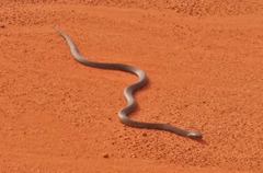 Pseudechis australis