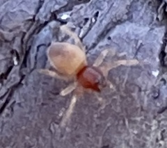 Trachelas minor