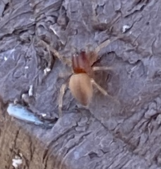 Trachelas minor