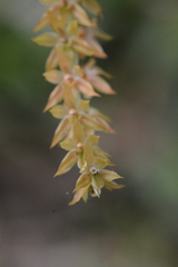 Dendrochilum