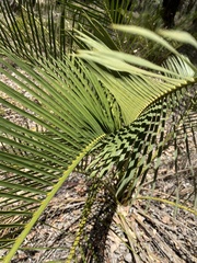 Macrozamia