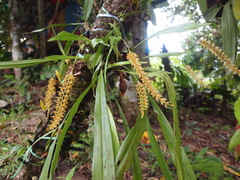 Dendrochilum