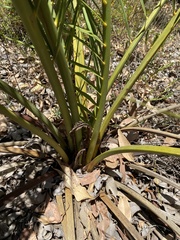 Macrozamia