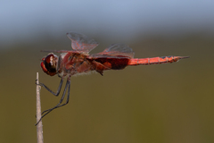 Tramea stenoloba