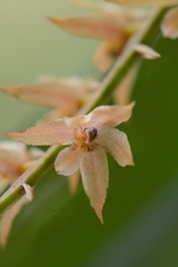 Dendrochilum