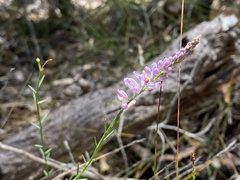 Comesperma