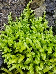 Brachythecium rutabulum