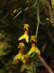Cyrtochilum densiflorum