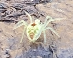 Nigma puella