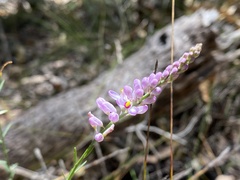Comesperma