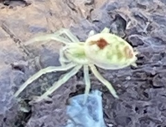 Nigma puella