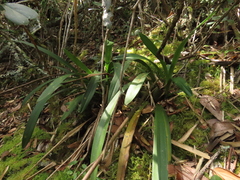 Cyrtochilum densiflorum